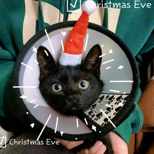 ゝ黄焖鸡米饭ゞ头像