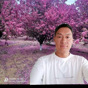 济宁法桐国槐白蜡专供头像