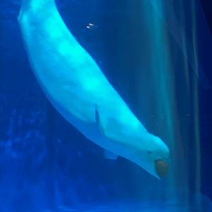 带着猪去看戏头像