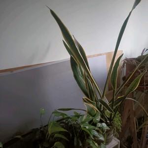 嗡嗡叫的蜜蜂头像