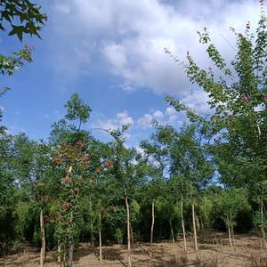 用户7240975267516头像