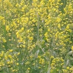 幸福下载中头像