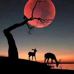 星雨           ╲头像