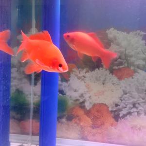 海上生明月头像