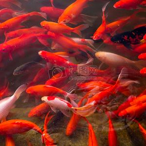 快乐的鱼🐟头像