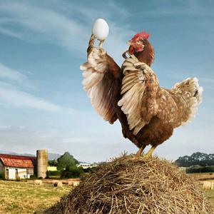 蛋鸡饲养管理头像