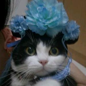 老肥不吃鱼头像