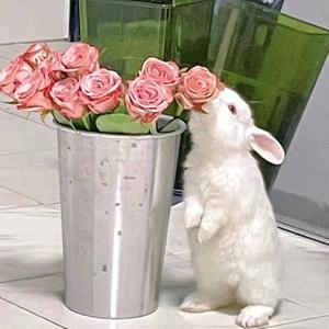 究极无敌霹雳雷霆版帅气大蟑螂头像