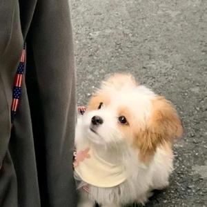猪小妹🐷头像