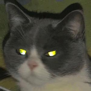 佩琪是只猫头像