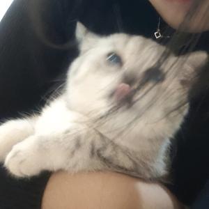 你是小猪么头像