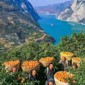 秭归三峡大坝橙子🍊幺哥，山货王，彭华头像