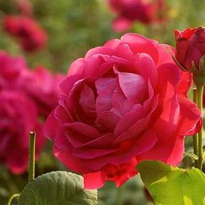 快乐每一天头像