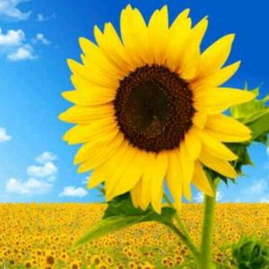 @梦想与现实头像