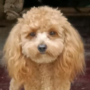 稀饭你的笑头像