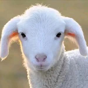 帅洋洋说故事头像