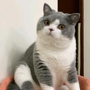 🌈蒙塔基的钢蛋头像