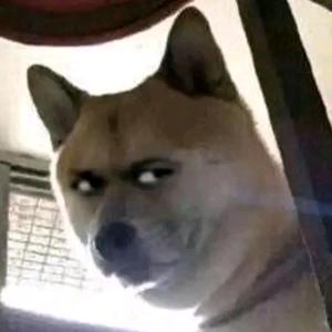 是谁陷害了兔子罗杰头像