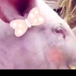 瑶瑶岭鲜（黑毛猪，露天菜）头像