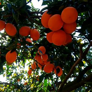 🍊赣南脐橙🍊头像