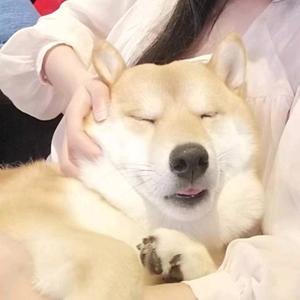 一只兜兜柴头像