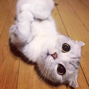 是小波呀SG头像