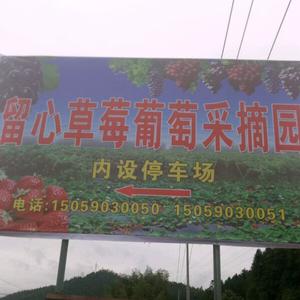 留心草莓园(1123)头像