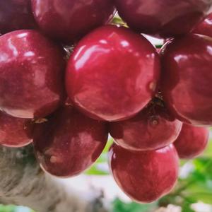 老古林村（三农带货）头像