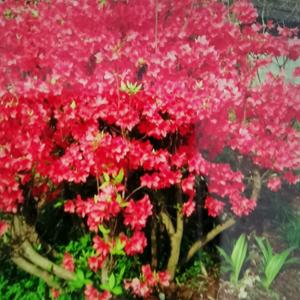 远方有你：头像