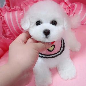 倾城比熊犬舍头像