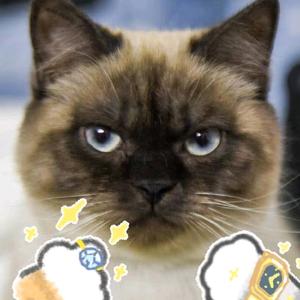 焦褐色的猫头像