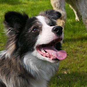 边牧小熊🐶头像