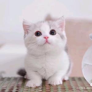 佳贝宠爱宠物生活馆头像