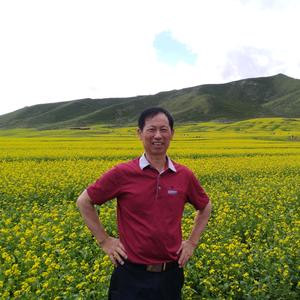 青山一棵松头像