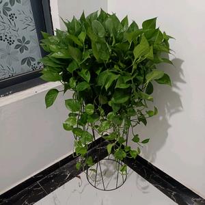 尉氏大李庄花卉头像