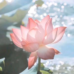 狮七头像