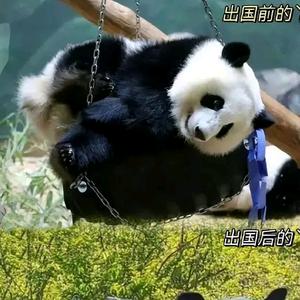 动物搞笑日常头像