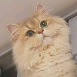 猪咪猪咪呼噜噜头像