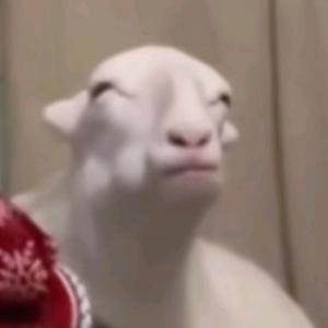 失忆的雏菊001头像