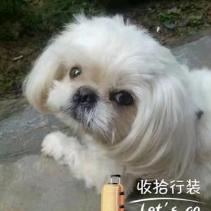 梦驼铃头像