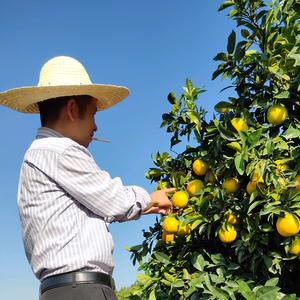 占哥（信丰铧腾农业）头像