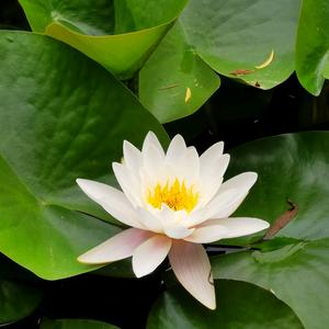 青青的岛啊头像