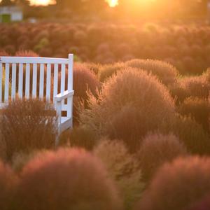 三智一心（彭磊）头像
