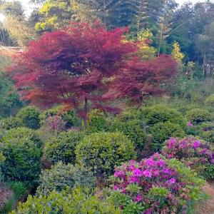 张飞园艺(萧山小苗)头像