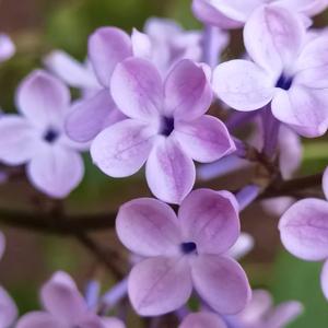 我爱🌺👠🎵头像