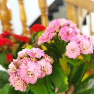 luopingyizhong头像