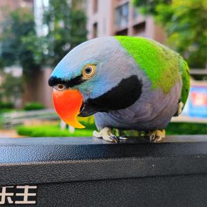 一片白云横谷口头像