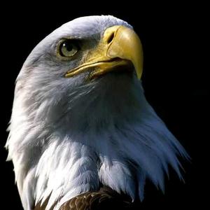 云鹏带你看世界 头像