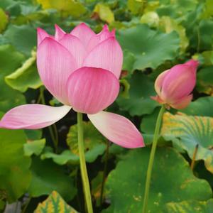 🍎山水画🍊头像