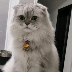 皮蛋是掉毛怪头像